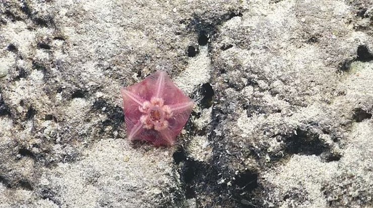 глубоководная морская звезда