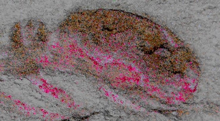 Скам'янілість, Cardiodictyon catenulum