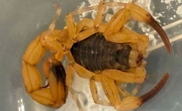 Пейдж Ейтчісон з Вокінгема, Велика Британія, скорпіон, плазуни, знахідка вдома, цікаві історії, курйози