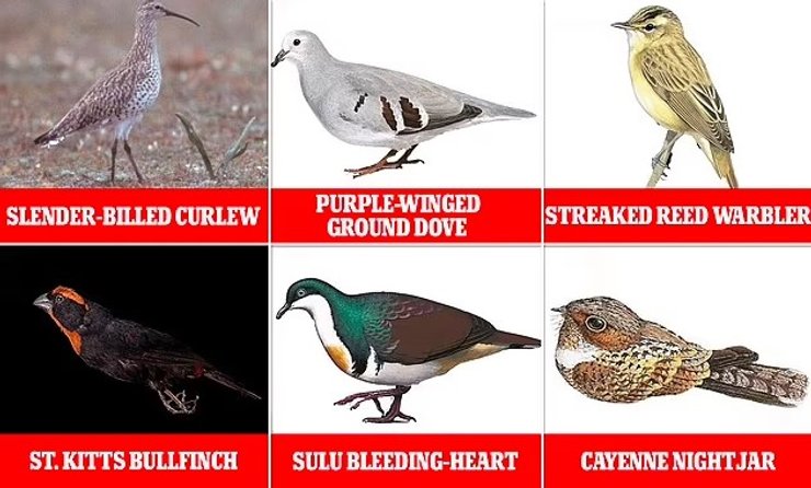 земля потерянные птицы