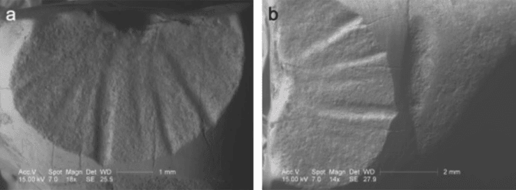 зуби, моделі, неандертальці
