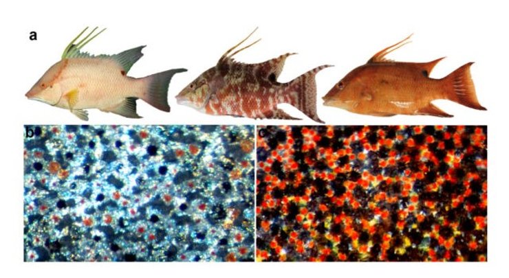 рыба пигментация