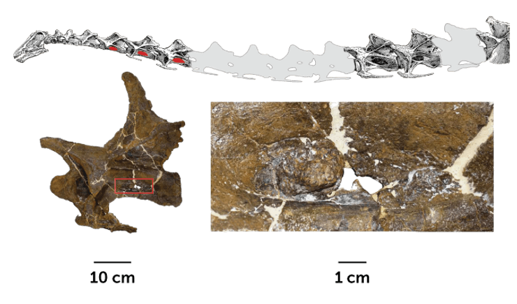 Долли, динозавр, зауропод, насморк, кашель