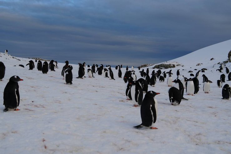Пінгвіни в Антарктиці