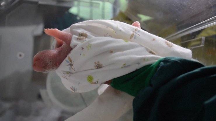 панда, малайзия