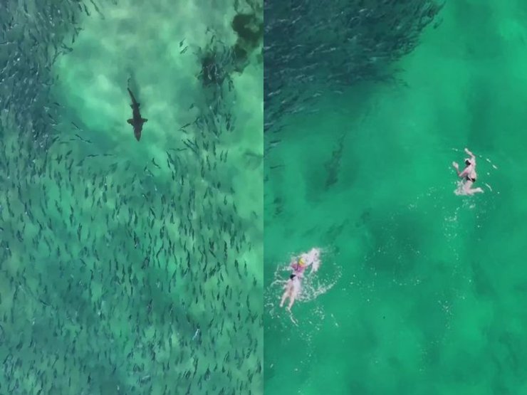 Охота акулы, кормежка акулы, стая рыб, рыба-приманка, лосось, акула, акула на охоте