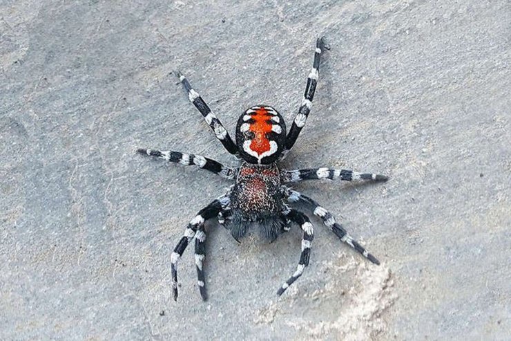 павук, камінь, кольору, фото