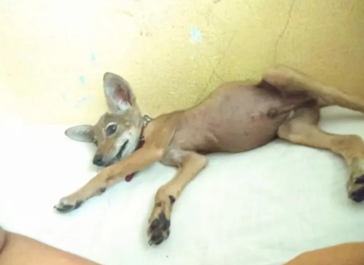 Собака виявився диким звіром, пес виявився койотом, курйози, тварини, дикі звірі, фото, Мексика