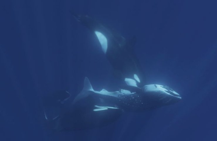 косатки тигровая акула, косатки акулы