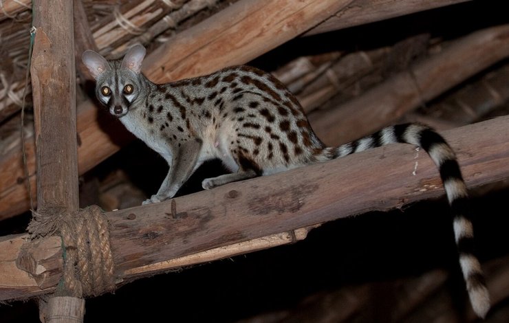 Обыкновенная генета