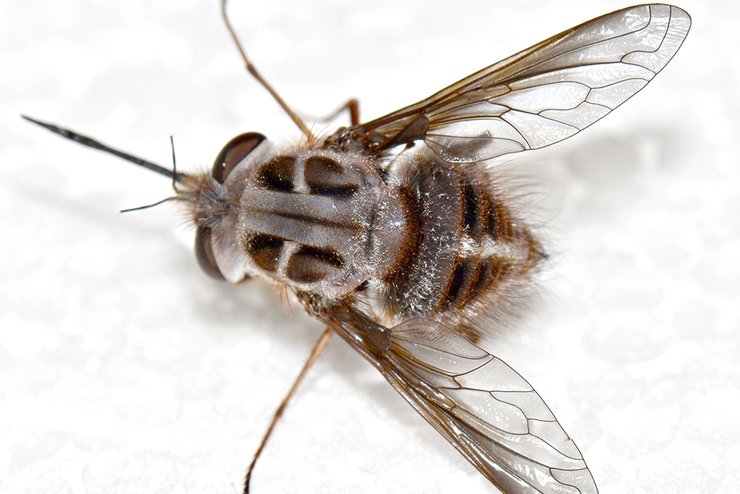 муха, король ночи, новый вид, фото