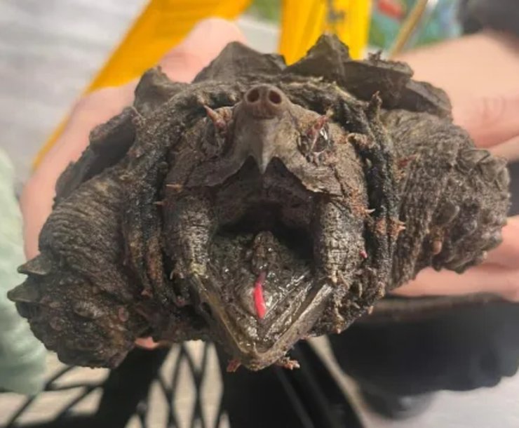 Грифовая черепаха, черепахи, животные, бродит по болотам, похожа на динозавра, шипы на панцире, инвазивный вид, редкое животное