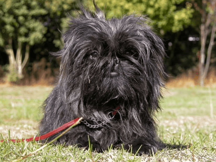 Аффенпинчер