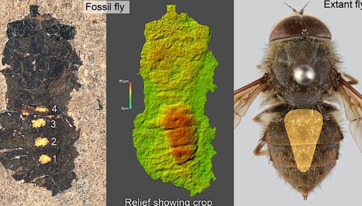 окаменелость, муха, пыльца