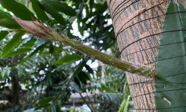 лунный цветок, кактус, цветение, селеницереус