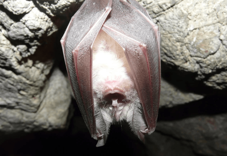 летучая мышь, летучие мыши в китае