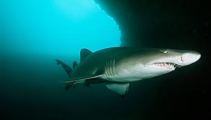 тигровая песчаная акула