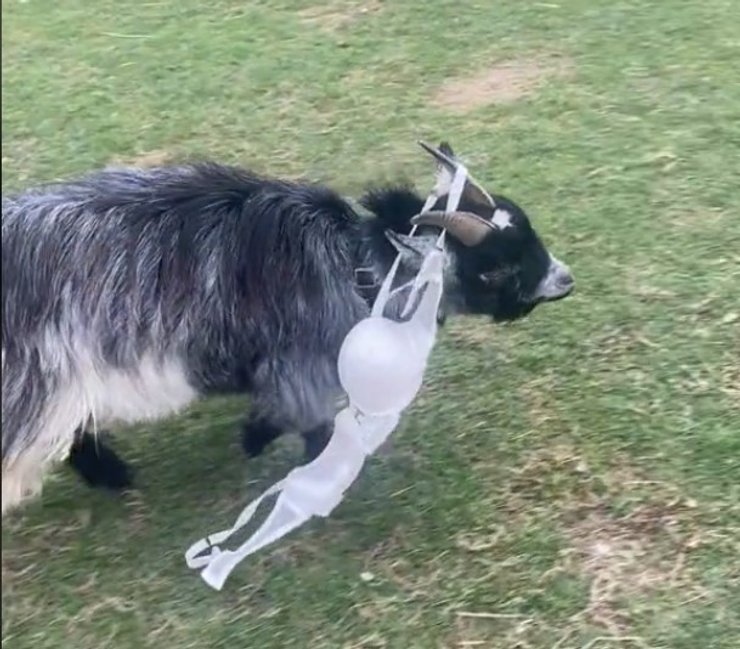 козел гарри