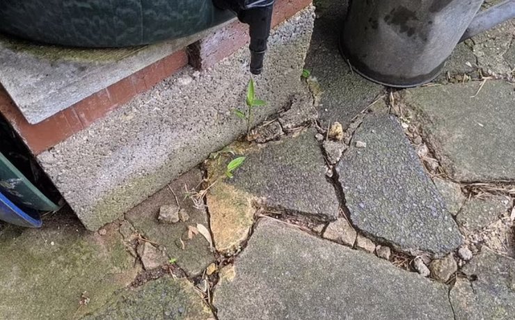 бамбук в британії, бамбук, бамбуковий гай, зарості бамбука