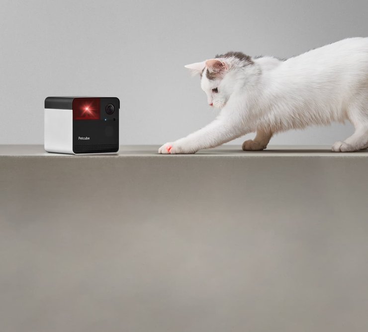 Petcube для кошек и собак
