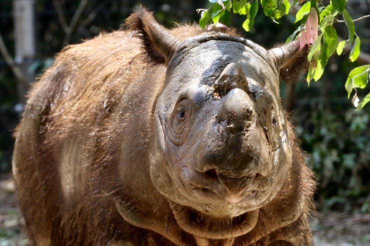 суматранский носорог