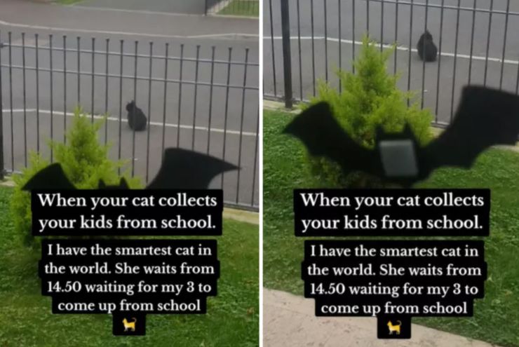 Самый умный в мире кот встречает детей из школы, домашние любимцы, животные, курьезы, приколы, интересности