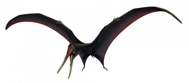 птеозавр, Targaryendraco wiedenrothi, летающий ящер, динозавр, ископаемое