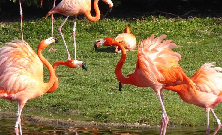 Фламинго фильтруют воду