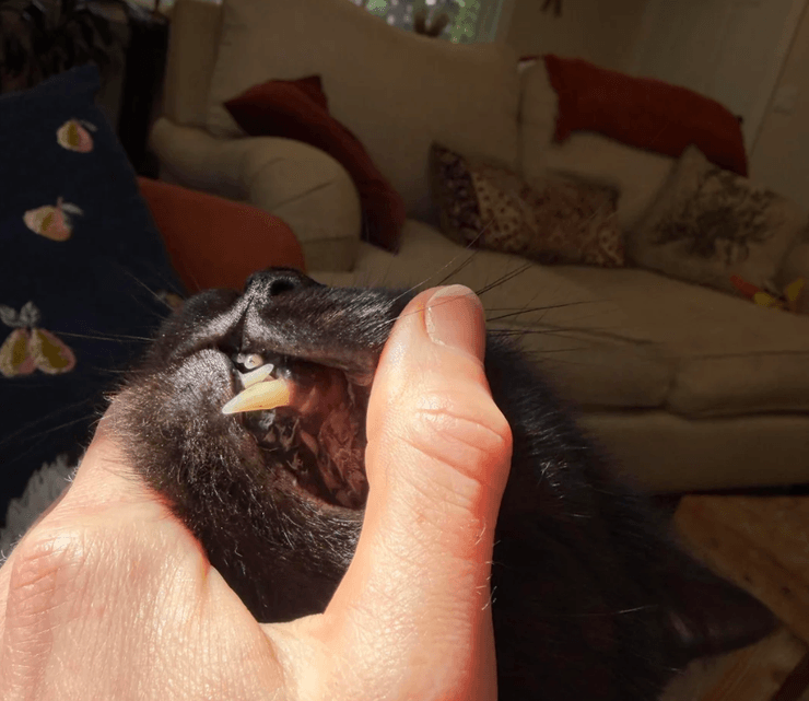 Кот с большими зубами, болезнь