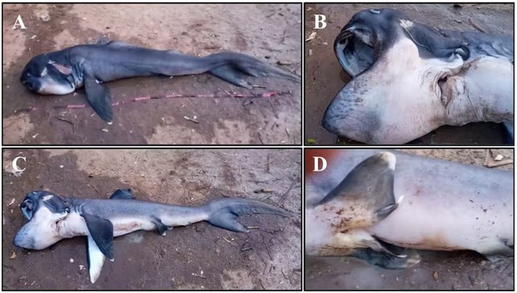 мегарот большеротая акула