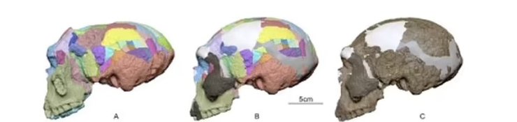 3D-модель, череп