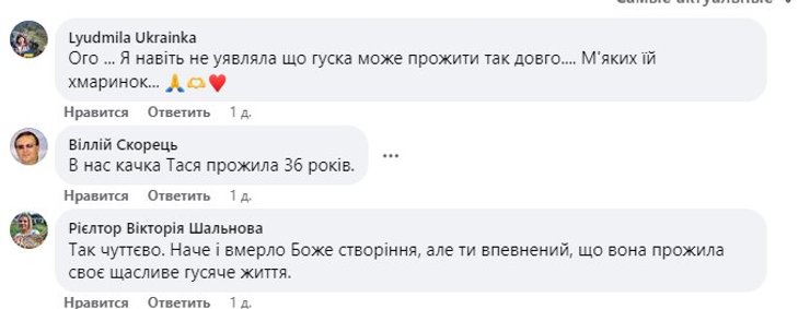 Скріншот, коментарі, найстаріша гуска України, гуска Ґаґа, домашня тварина