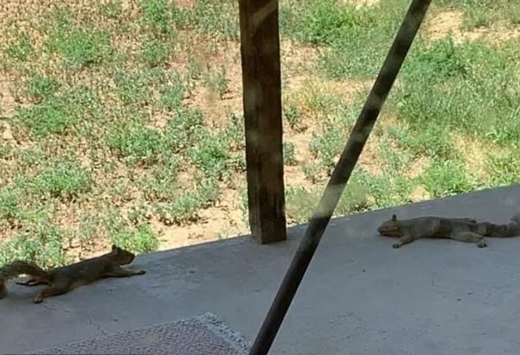 Зоологи не советуют трогать распластанных на земле животных.