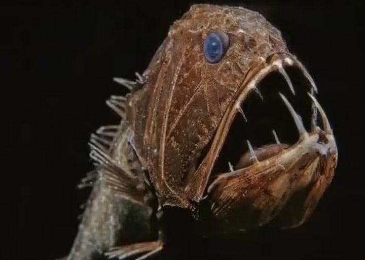 клыкастая рыба