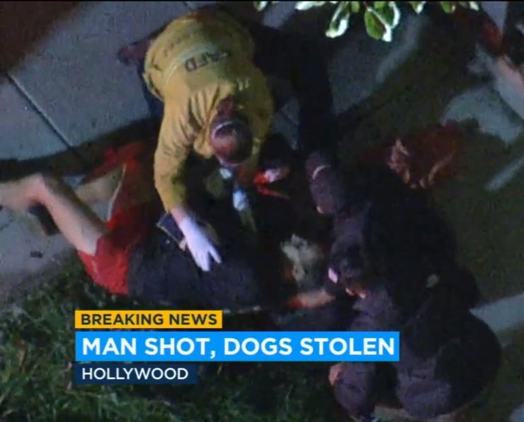 Леді Гага, собаки, напад