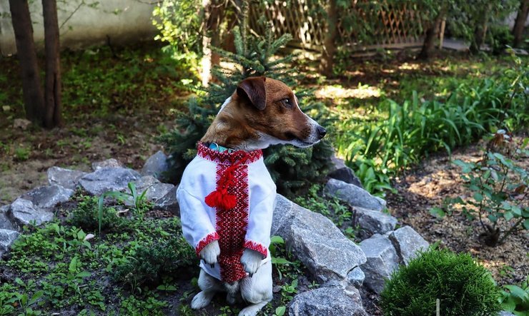 пес патрон, мурал в киеве, патрон, пес-сапер патрон, мурал патрона в Киеве, киевские муралы