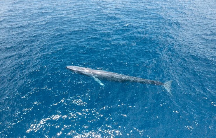 океан синій кит