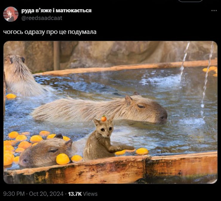 Рыжий кот, мем, фото