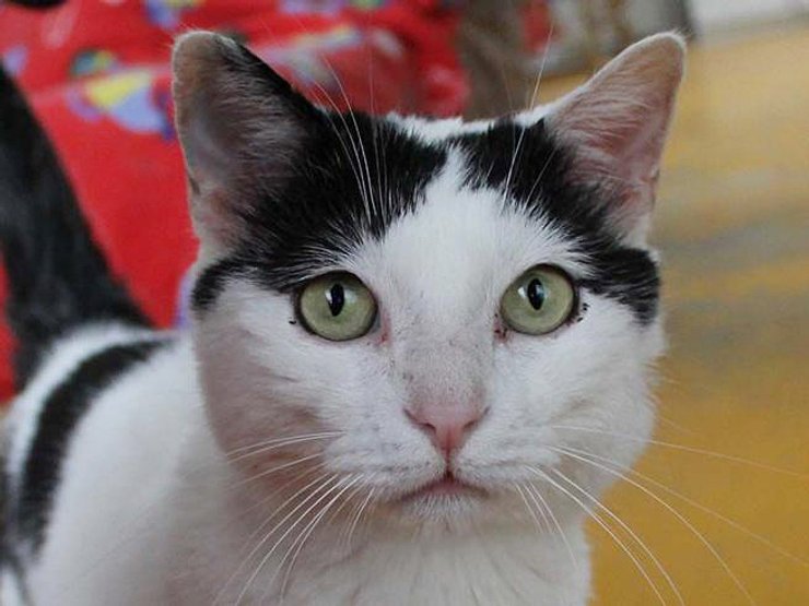 Кот Пилу, Италия, наследство