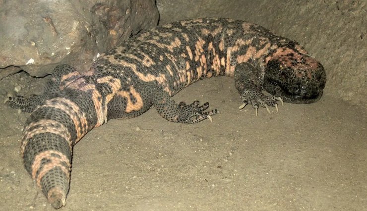 Аризонський отрутозуб, дивовижні тварини, незвичайні тварини, рідкісні тварини