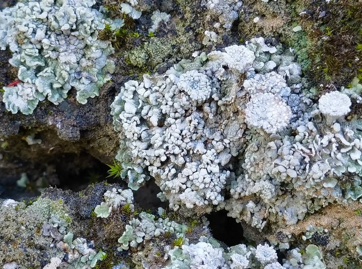 велика китайська стіна мох