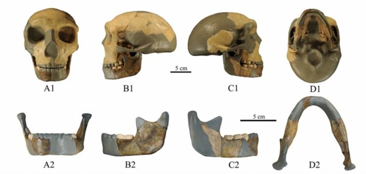 череп человек предок