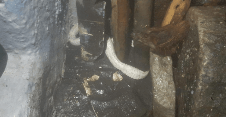 Змея, кобра, ядовитая змея, редкая змея, кобра-альбинос, дом,