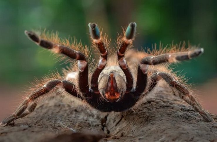 тарантул