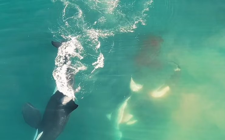 косатки, белая акула, нападение, убийство