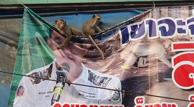 Обезьяны разгромили город Лопбури, туризм, путешествия, фото, курьезы, нападение, беспредел, плакаты, Таиланд, прикол