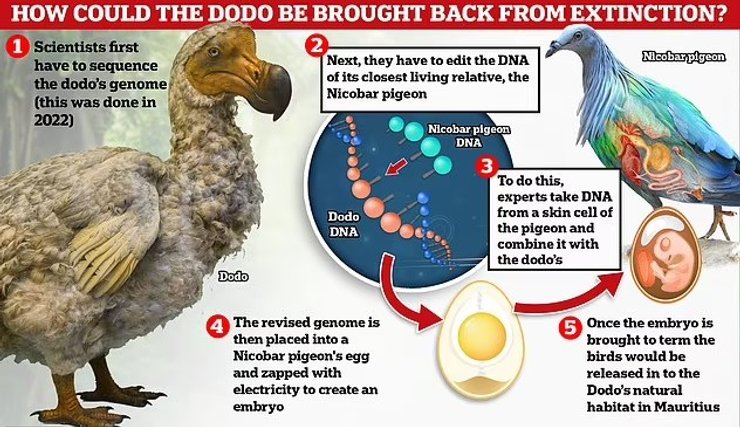 воскрешение додо дронт