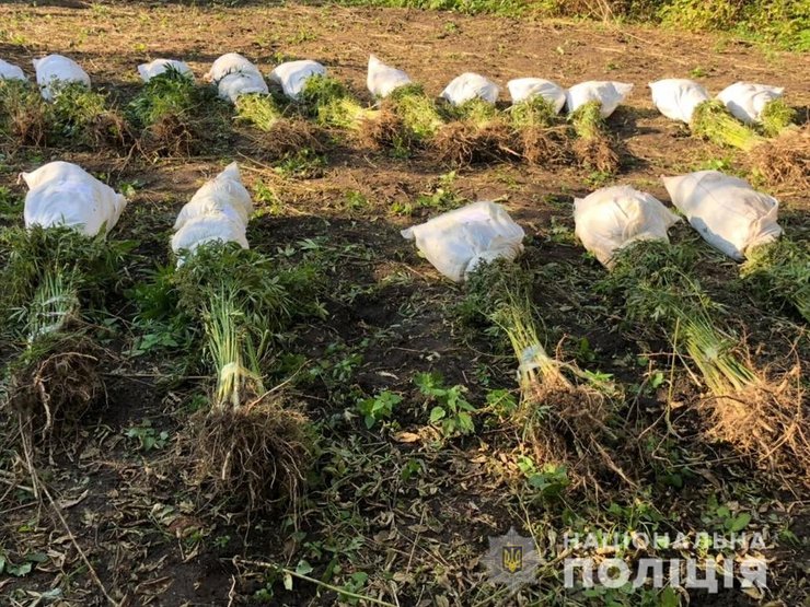 сумська область, марихуана