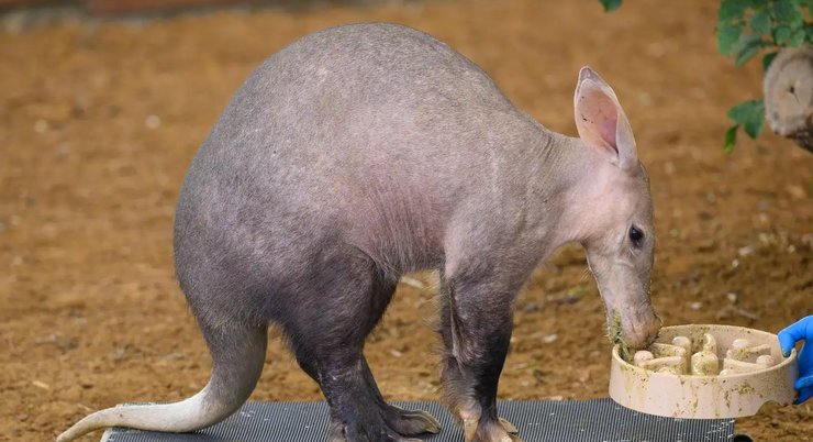 трубкозуб, дивовижні тварини, незвичайні тварини, рідкісні тварини