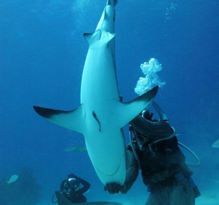 поведение акул